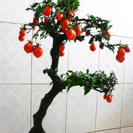 小晓张  金弹子