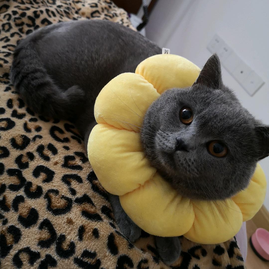 灰灰和wilbur