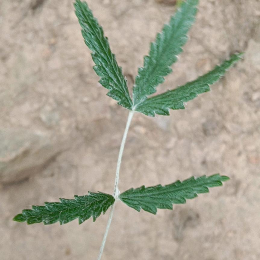 王芳魅力歌诗芬铺子