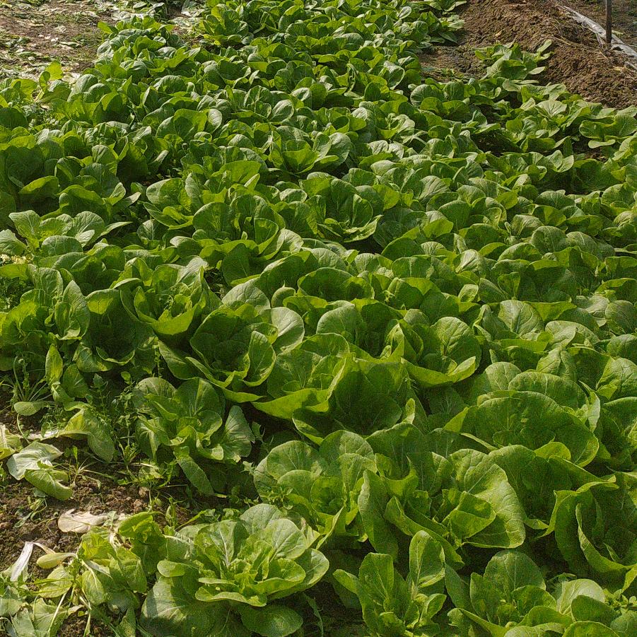 南通疏菜种植基地