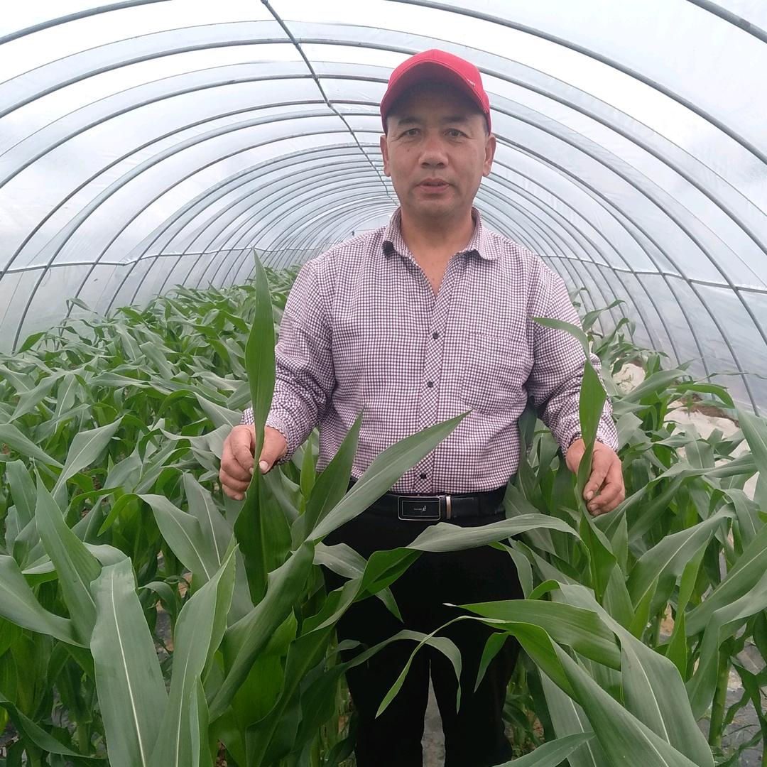 常营格林童话糯玉米种植园