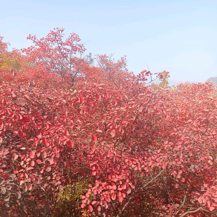 江山如画