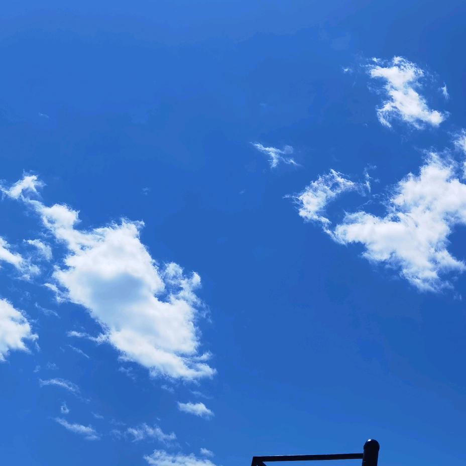 自由的刺猬