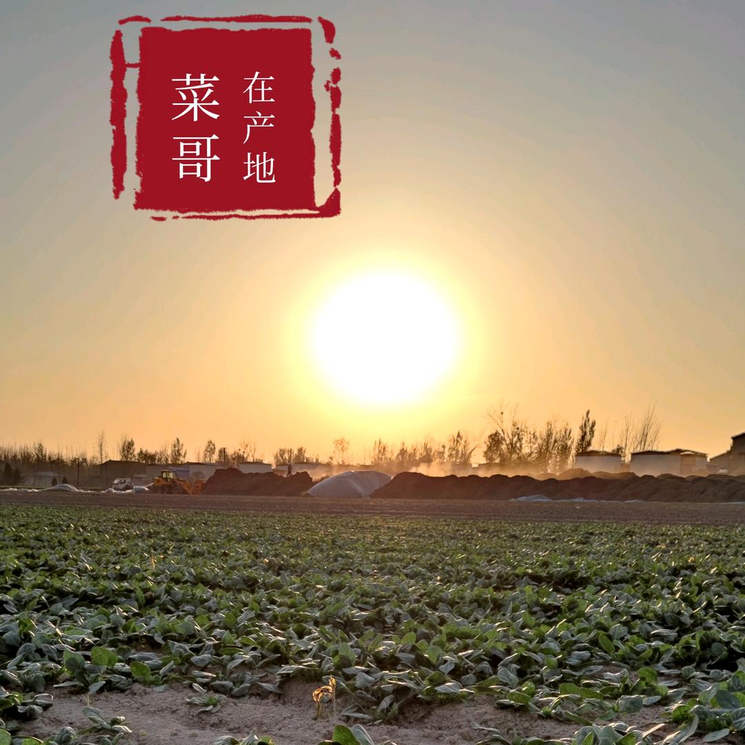 岩家甄选   菠菜发货中