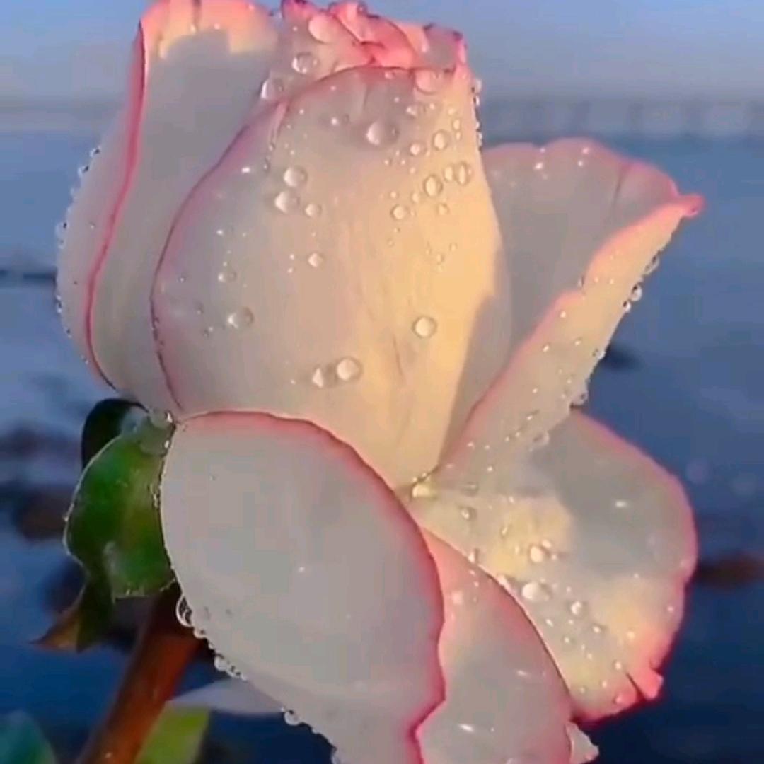 玉梅