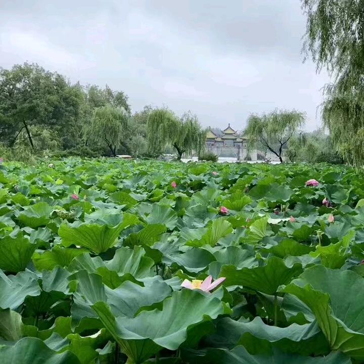 顺