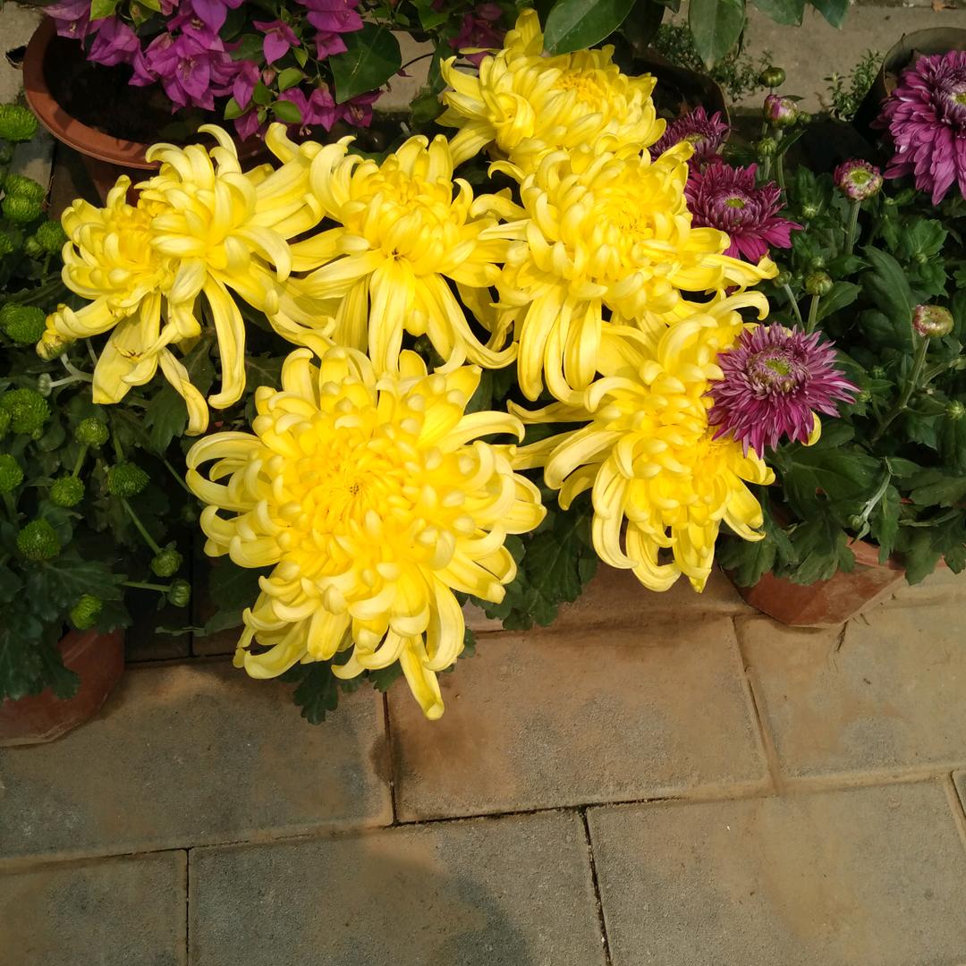 九月菊花