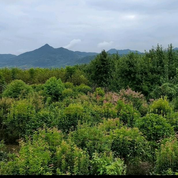 紫荆花开