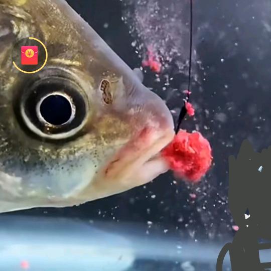 《东哥爱钓鱼》