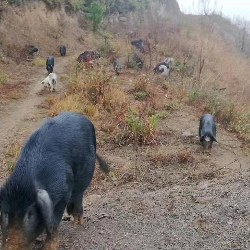 元林跑山猪