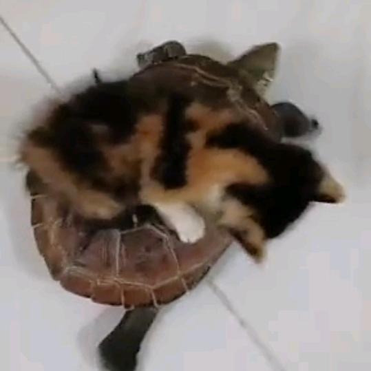 家有神龟伴三花