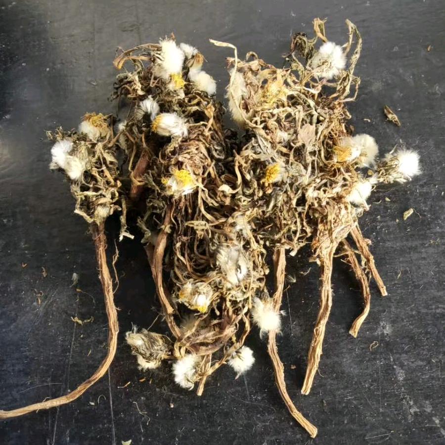 蒲公英   我有好多好多