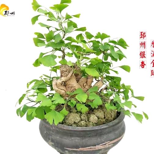 真诚