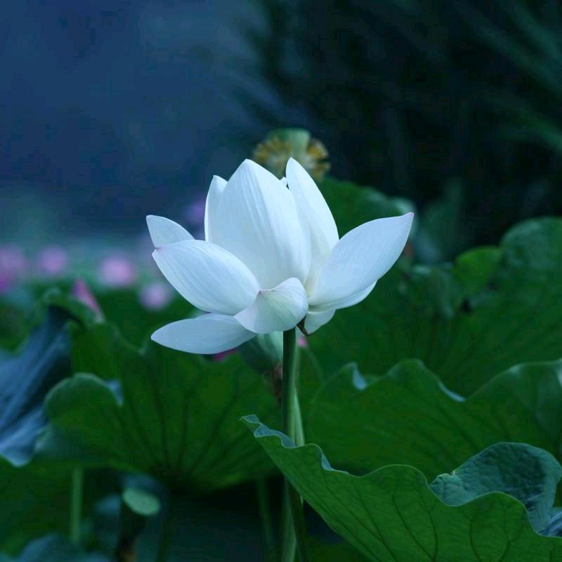 轩 辕 云