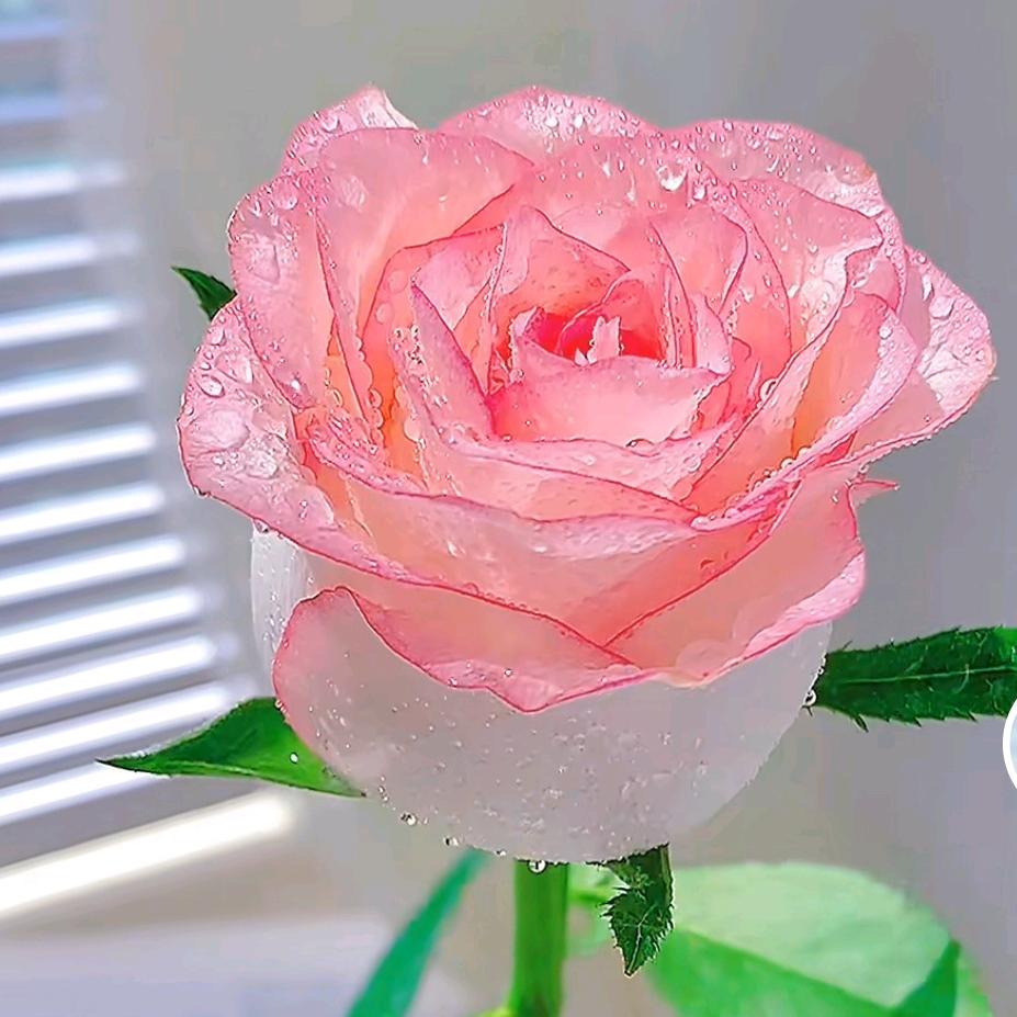 永恒