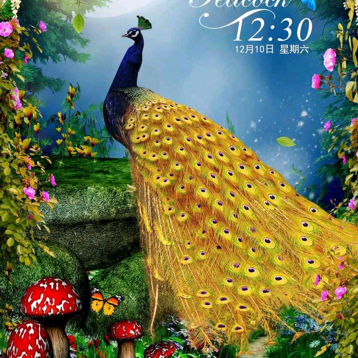 神秘梦幻森林孔雀