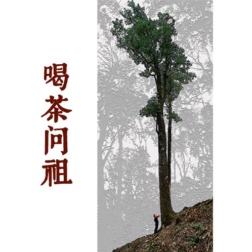 肖楠盘茶