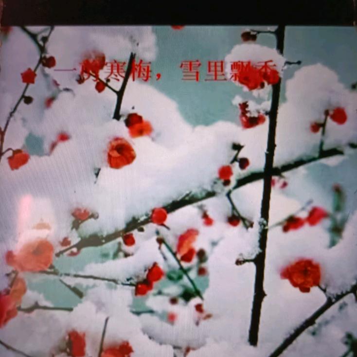 冬雪枝梅