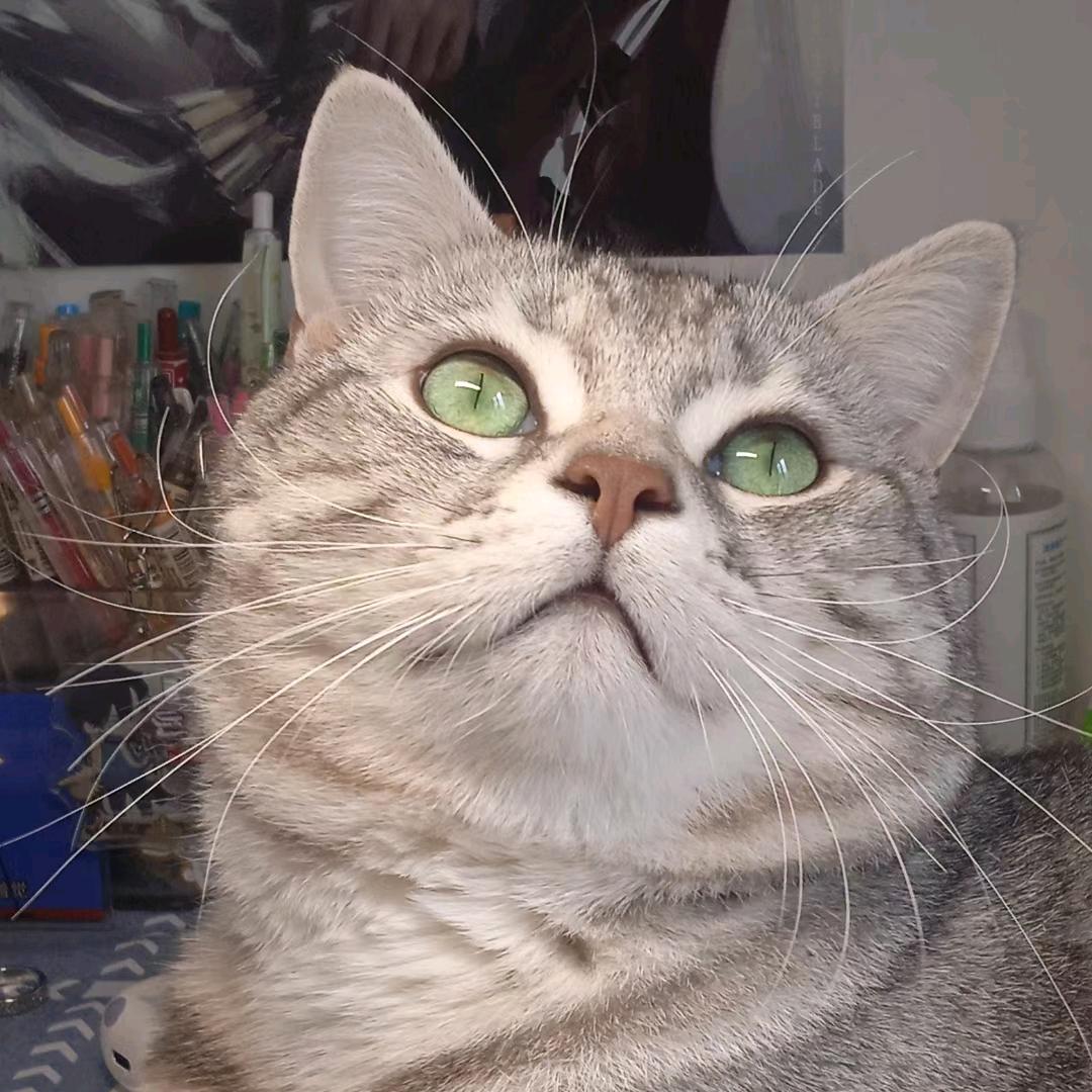 老虎是只猫