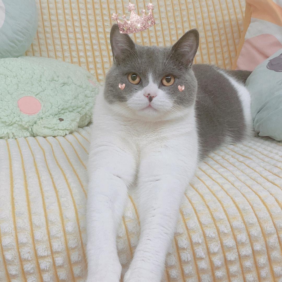 钢蛋儿是只猫