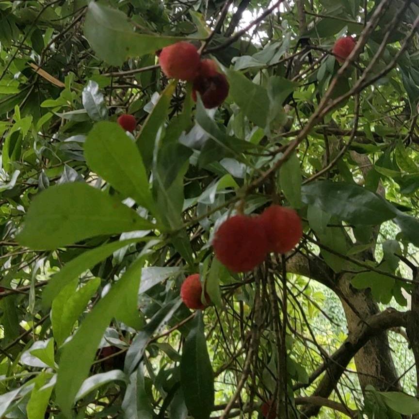 资源县伍氏种植家庭农场