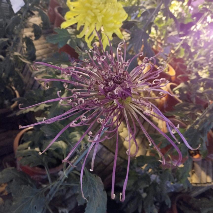 飘飘陈