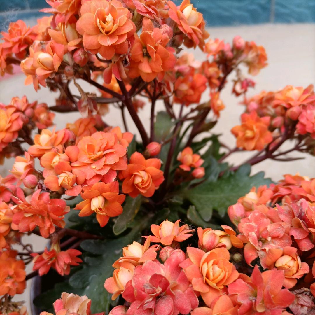 清河集花轿盘鼓队