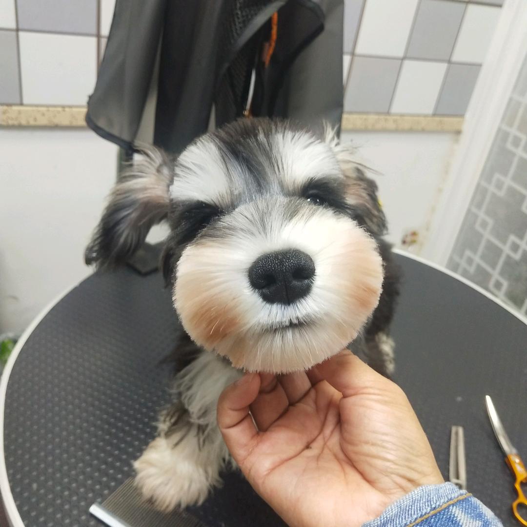 糖果🍬是雪纳瑞