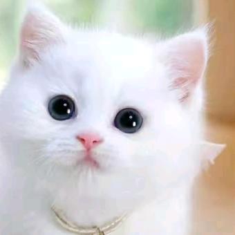 一生🍃无悔🌲