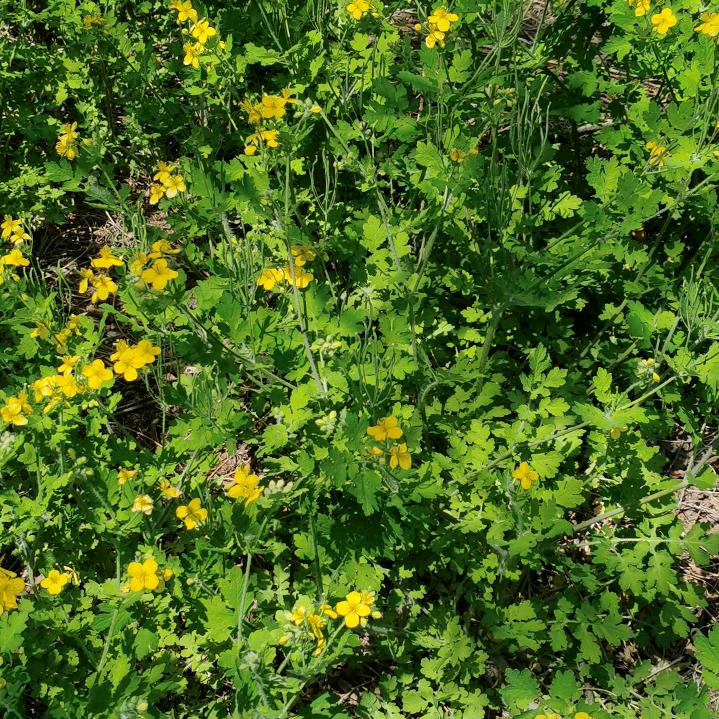 人能常清净天地悉皆归