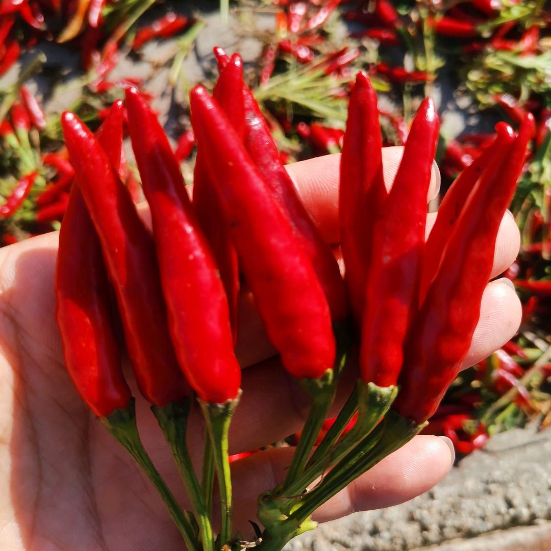 为农业服务-赵洪宇