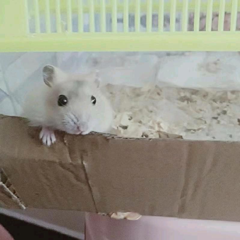 小飞飞