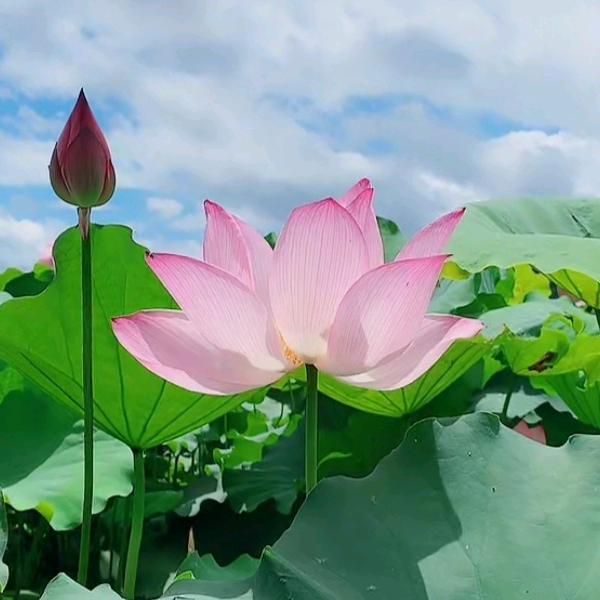 落叶🍂🍂舞秋风