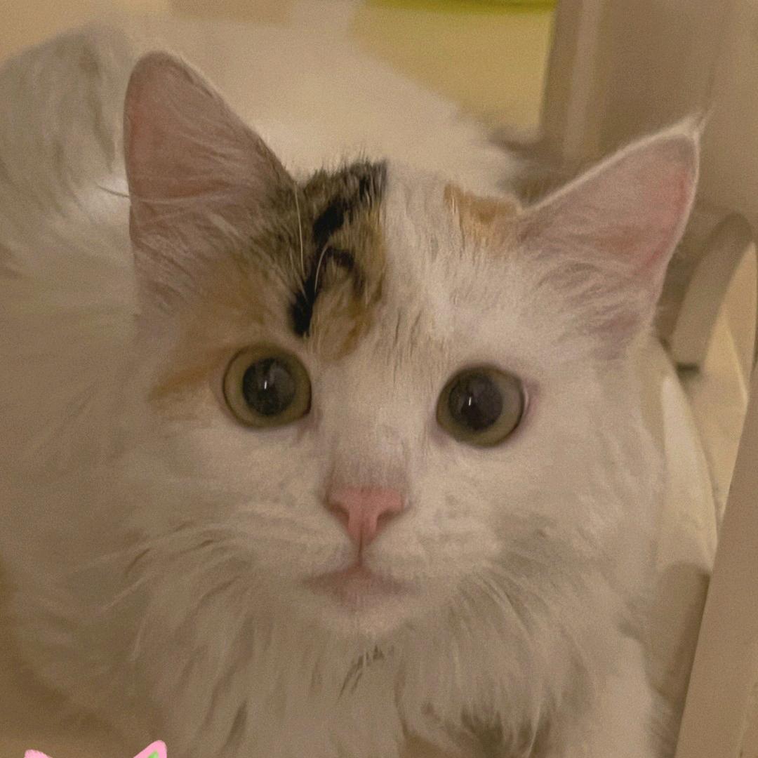 杨某人