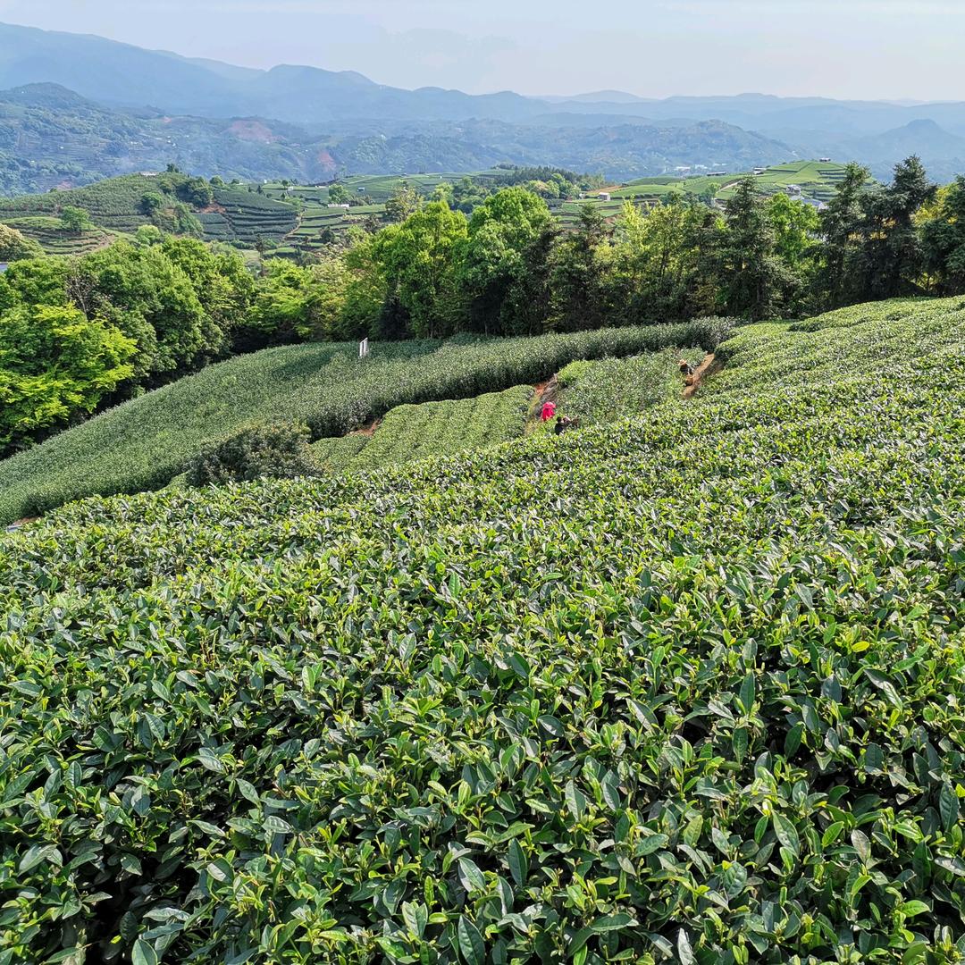 九州堂茶业