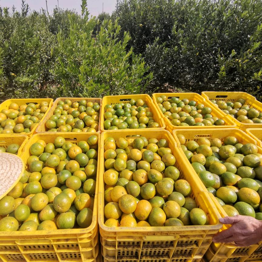 耕田佬新会陈皮