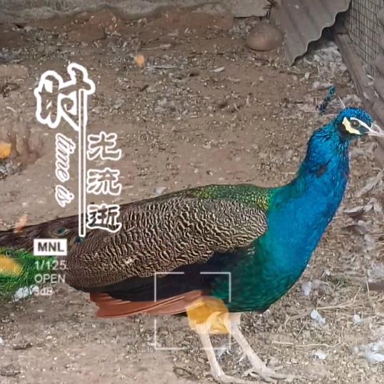 思武⑥器