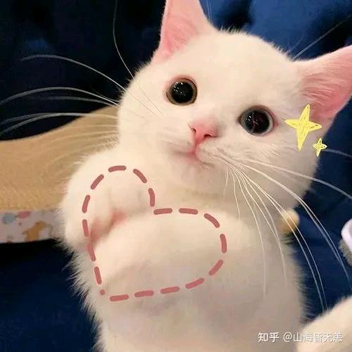 猫十一