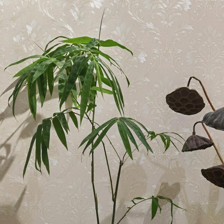 趣植. 绿植仙生