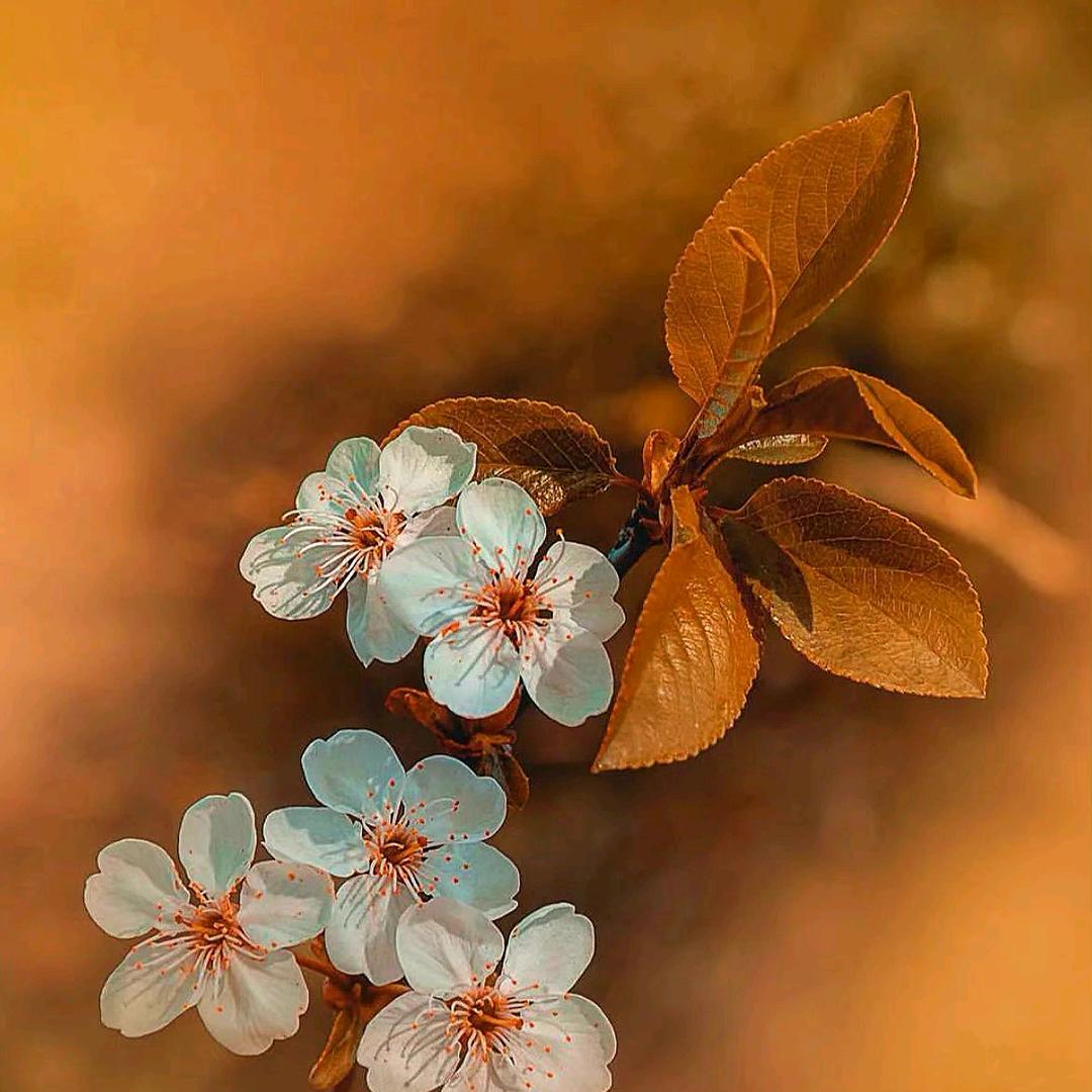月芽