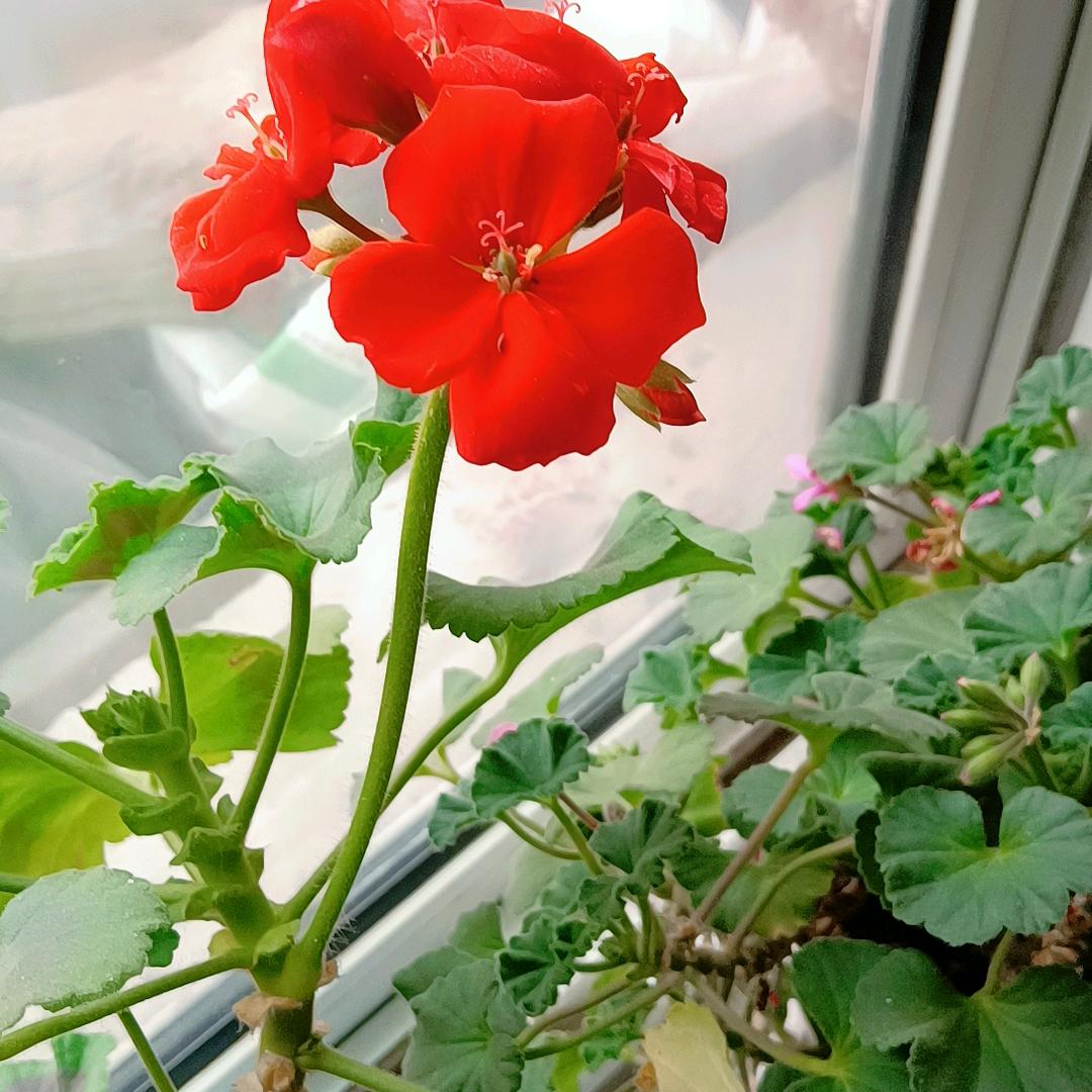 难得糊涂