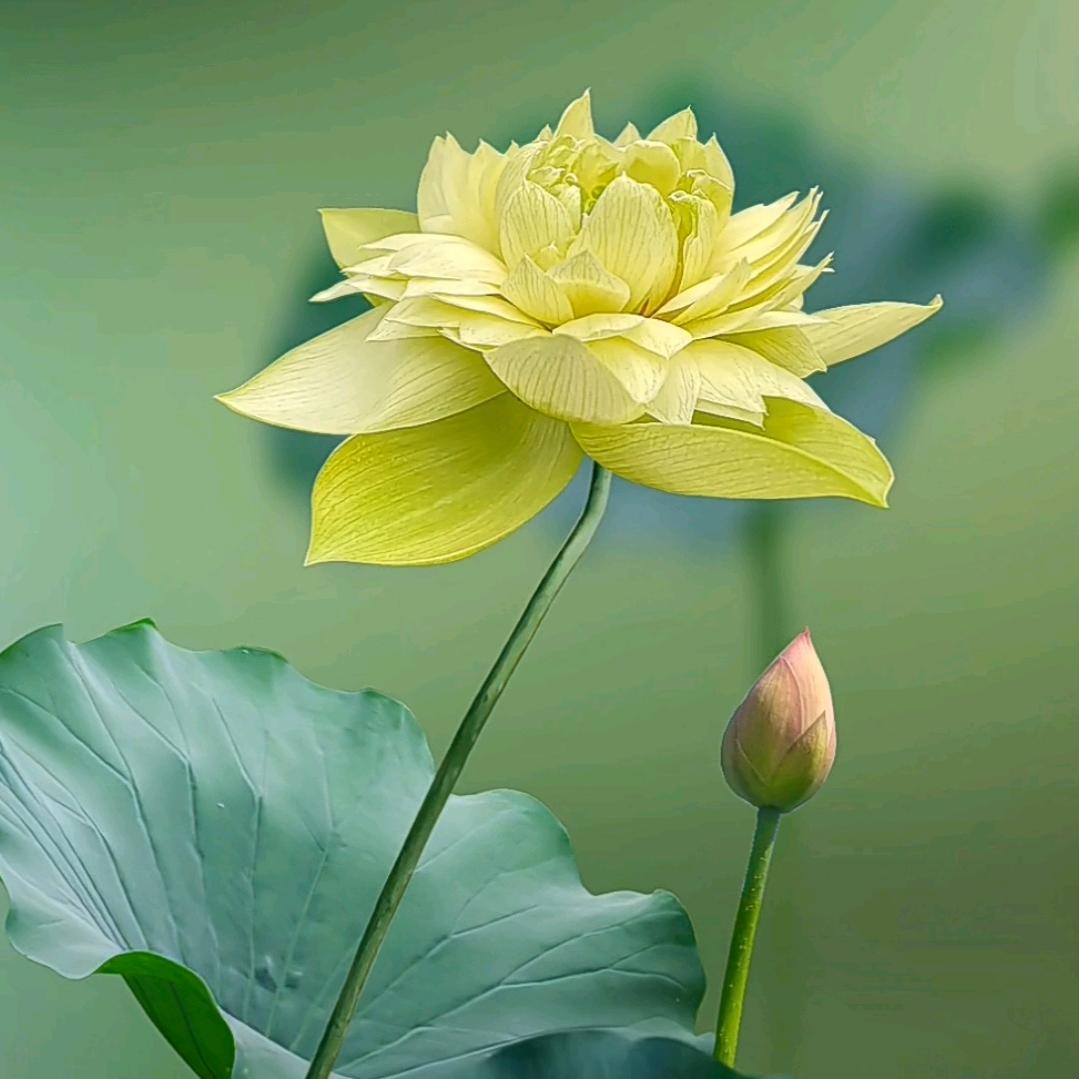 静敬澹一