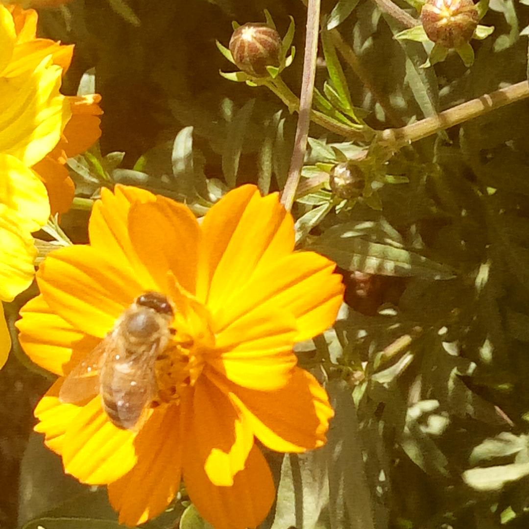 三妞（心明朗）