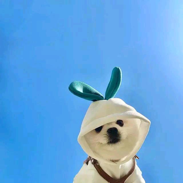 米老头²³²