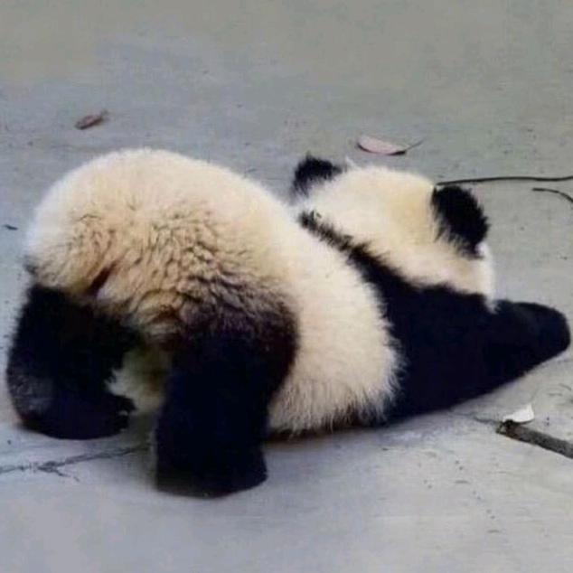 奶油小泡付🥞