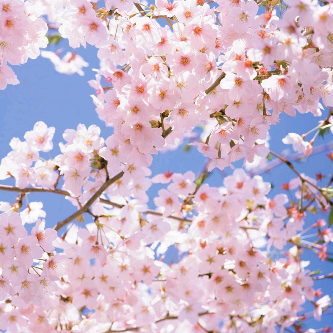 芳华岁月