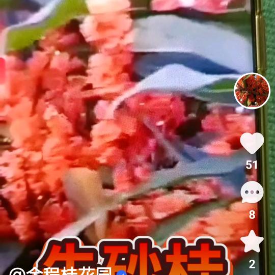 莒南县金程桂花园