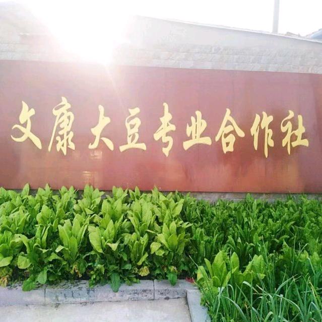 湖北文康大豆
