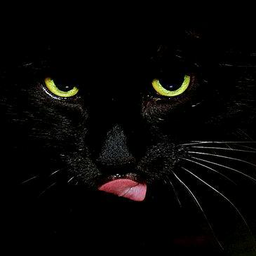 ↘野猫420↙