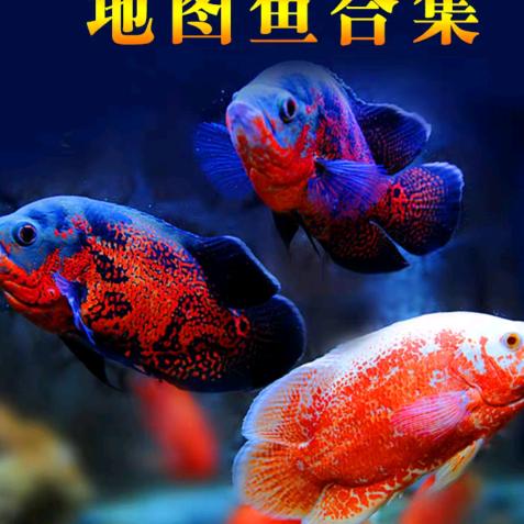 胡哥